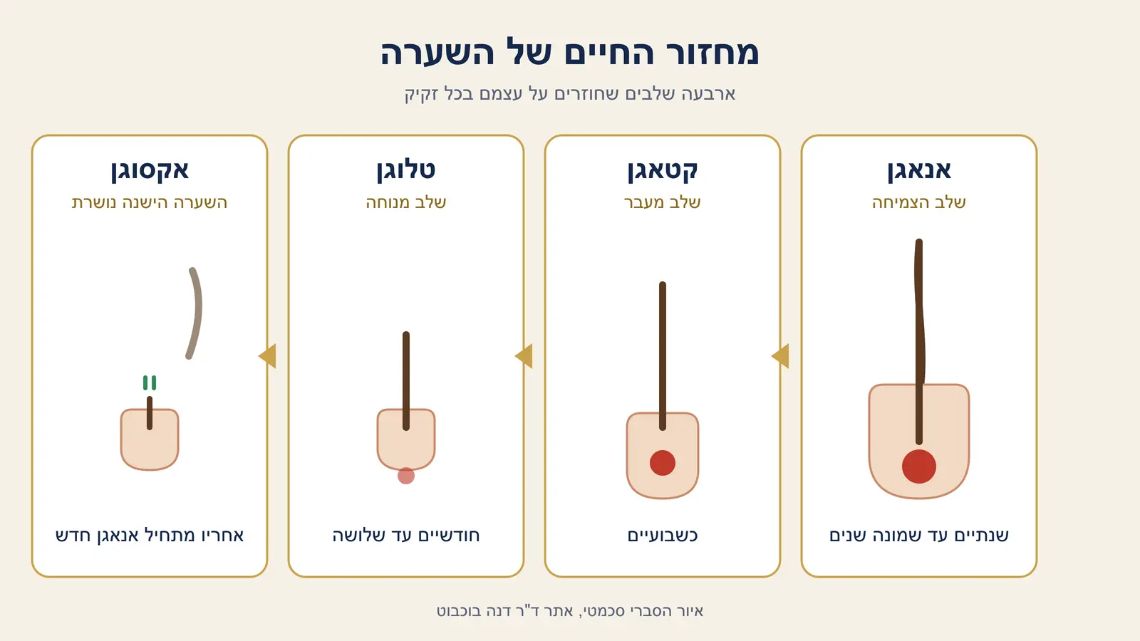 תרשים ארבעת שלבי מחזור השערה: אנאגן (צמיחה), קטאגן (מעבר), טלוגן (מנוחה) ואקסוגן (נשירה), עם משך כל שלב